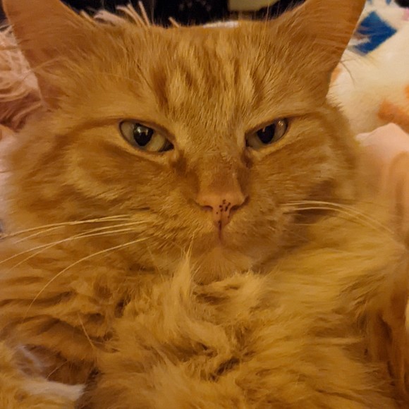 mycatleo